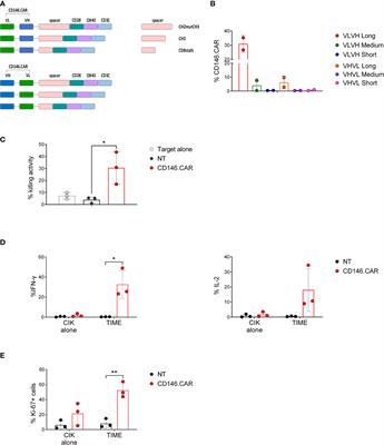 Engineering tandem CD33xCD146 CAR CIK (cytokine-induced killer) cells to target the acute myeloid leukemia niche